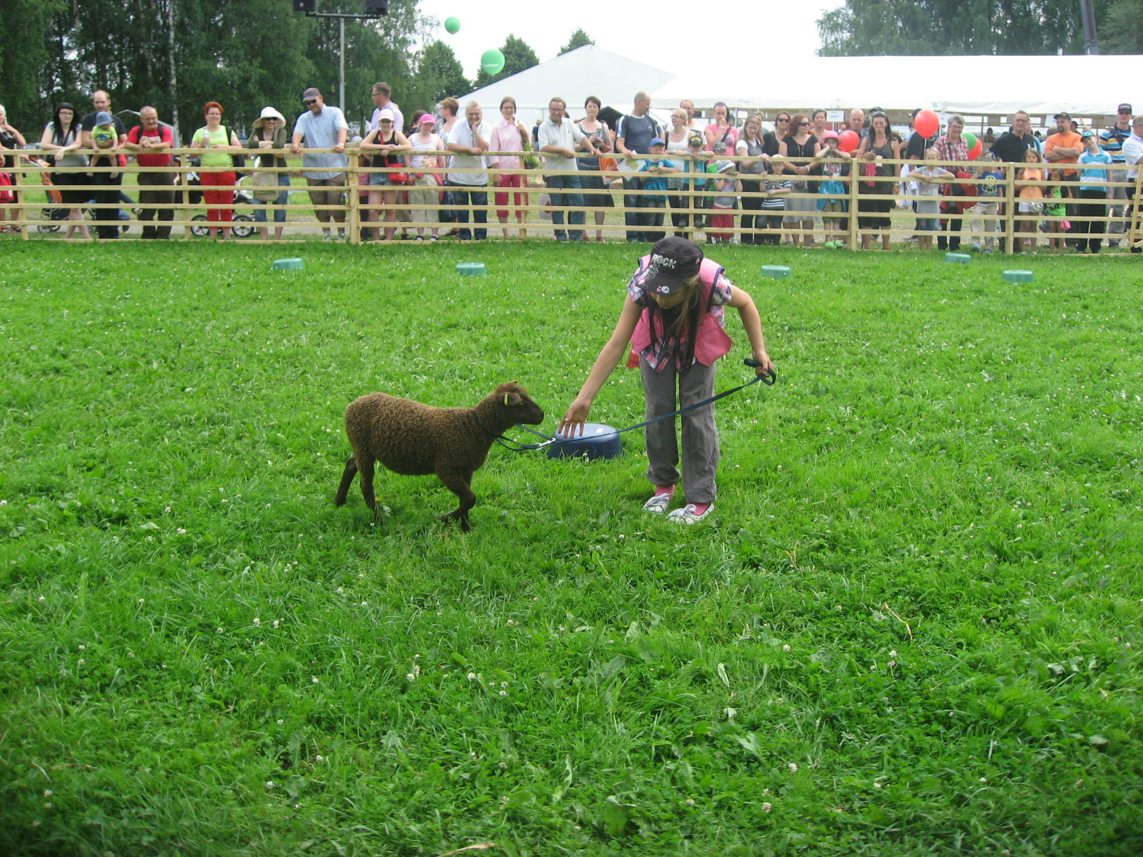Karitsankesyttäjäkilpailu