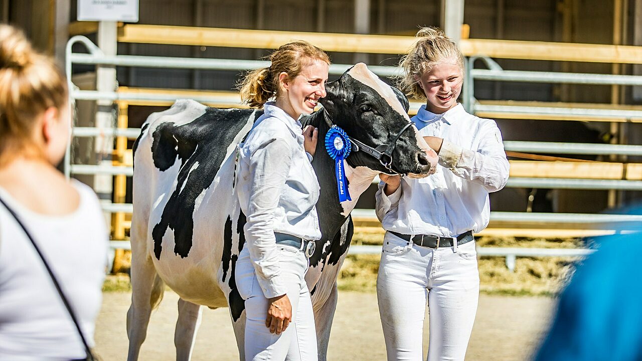 Holstein palkitsemisia