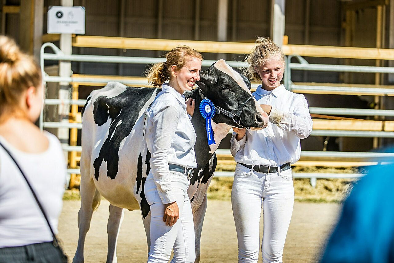 Holstein palkitsemisia