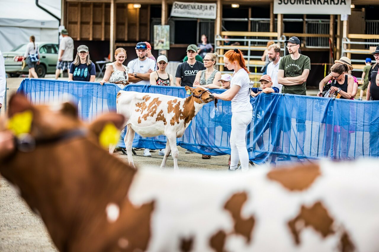 Ayrshire karjanäyttely