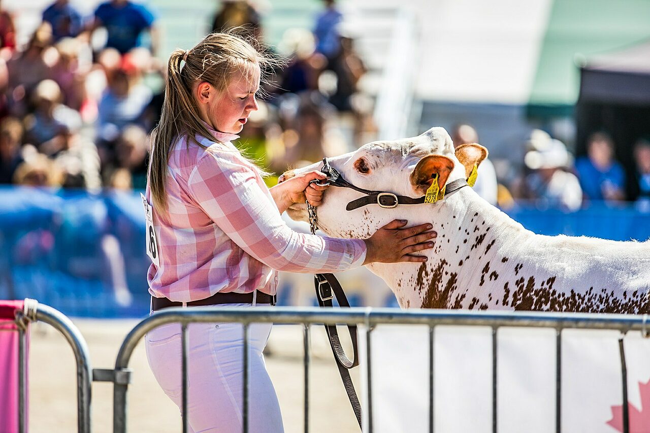 Suomenkarjaa Farmarissa